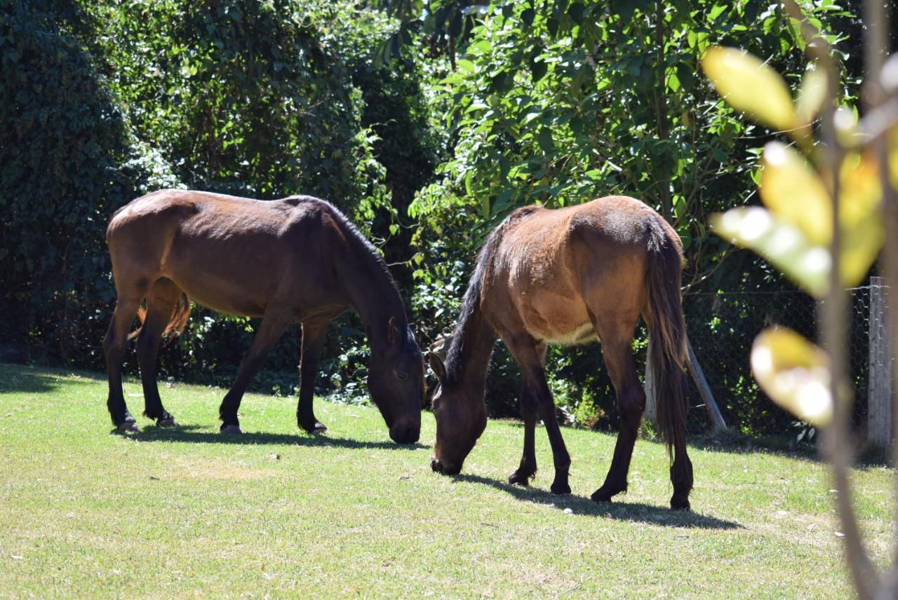 Pousada Appaloosa Aguas de Lindoia Exterior photo